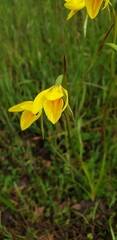 Diuris chryseopsis