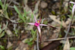 Caladenia versicolor