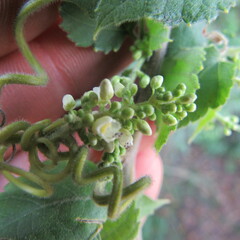 Cardiospermum grandiflorum