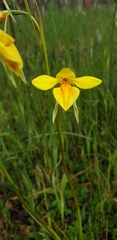 Diuris chryseopsis