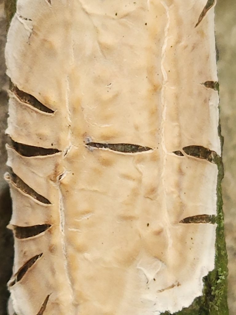 Lopharia sp. 'IN01'