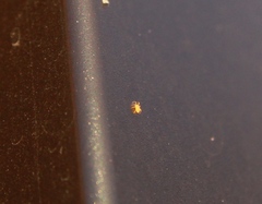 Acariformes