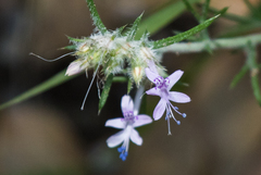 Ipomopsis multiflora