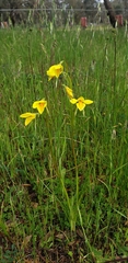 Diuris chryseopsis