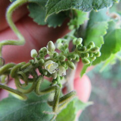 Cardiospermum grandiflorum