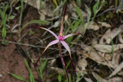 Caladenia versicolor