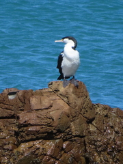 Phalacrocorax varius varius
