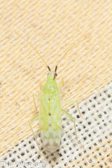 Macrolophus costalis