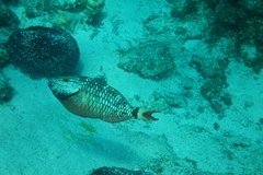Sparisoma viride