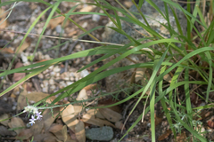 Ipomopsis multiflora
