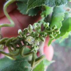 Cardiospermum grandiflorum