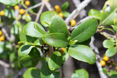 Denhamia bilocularis