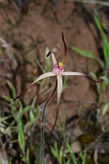 Caladenia versicolor