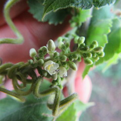 Cardiospermum grandiflorum