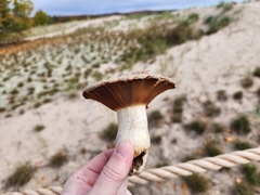 Russula ventricosipes