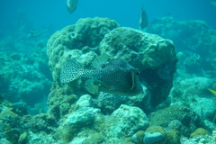 Lactophrys bicaudalis