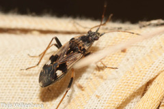 Beosus maritimus