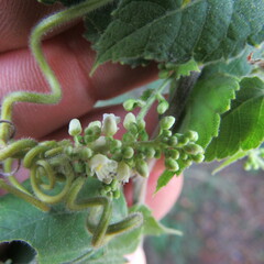 Cardiospermum grandiflorum