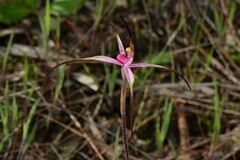 Caladenia versicolor