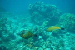 Cantherhines macrocerus