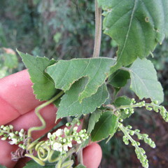 Cardiospermum grandiflorum