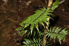 Arthropteris tenella