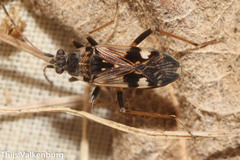 Beosus maritimus