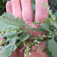 Cardiospermum grandiflorum