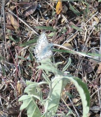 Burnsius communis