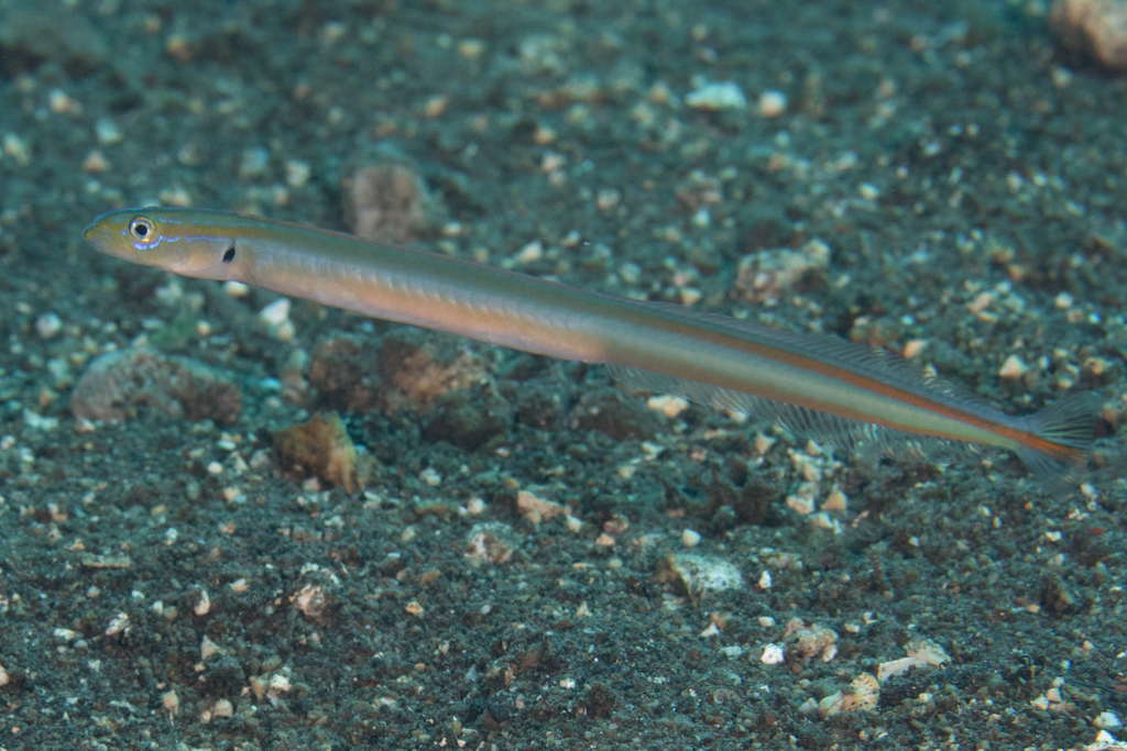 Onespot Wormfish