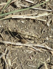 Encoptolophus costalis