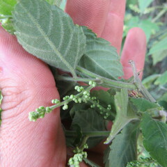 Cardiospermum grandiflorum