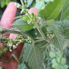 Cardiospermum grandiflorum