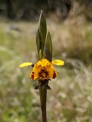 Diuris semilunulata