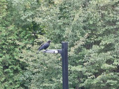 Corvus