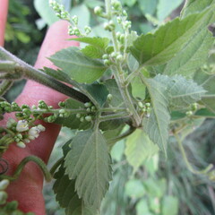 Cardiospermum grandiflorum