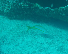Ocyurus chrysurus
