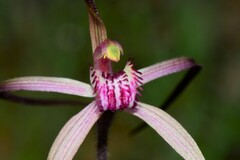 Caladenia versicolor