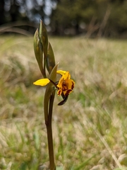 Diuris semilunulata