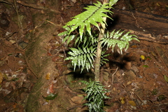Arthropteris tenella
