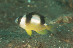 Amblypomacentrus breviceps