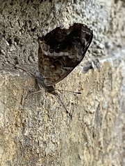 Anthanassa texana texana