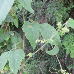 Cardiospermum grandiflorum