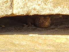 Crotaphytus collaris