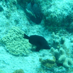 Hypoplectrus nigricans