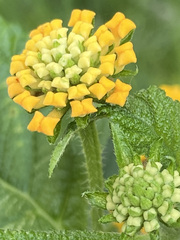 Lantana depressa