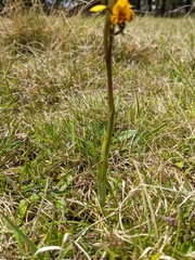 Diuris semilunulata