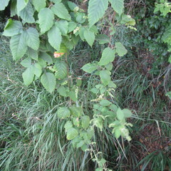 Cardiospermum grandiflorum