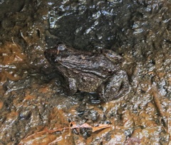 Leptodactylus