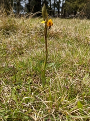 Diuris semilunulata